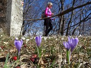 64 Crocus (Crochi) sul sentiero per il Monte Tesoro